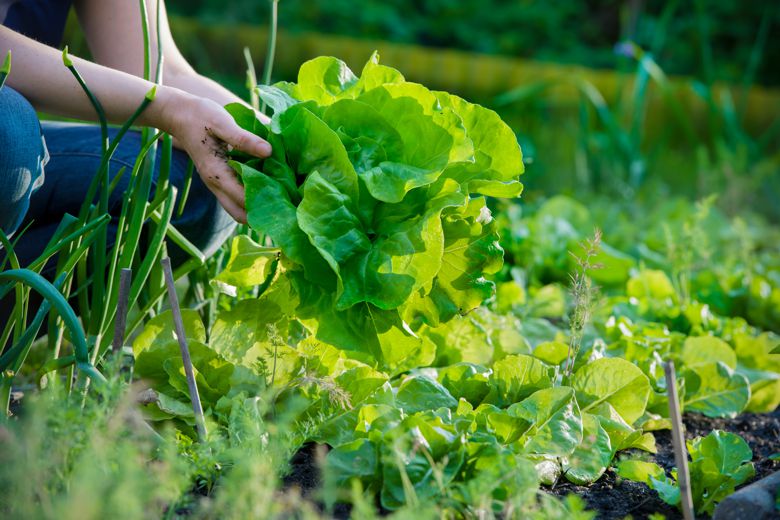 Agricultura Urbana: agroecologia, alimentação, saúde e bem-estar